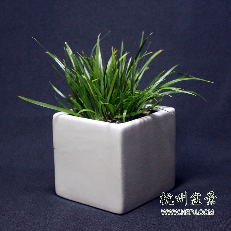 菖蒲系列