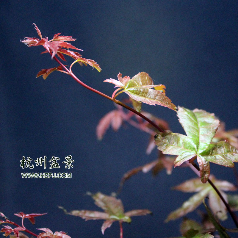 红枫系列
