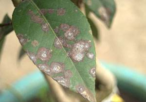 病虫害 盆栽最常见的5种病虫害